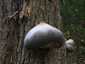 Bükkfa-tapló (Fomes fomentarius), Budai-hegység